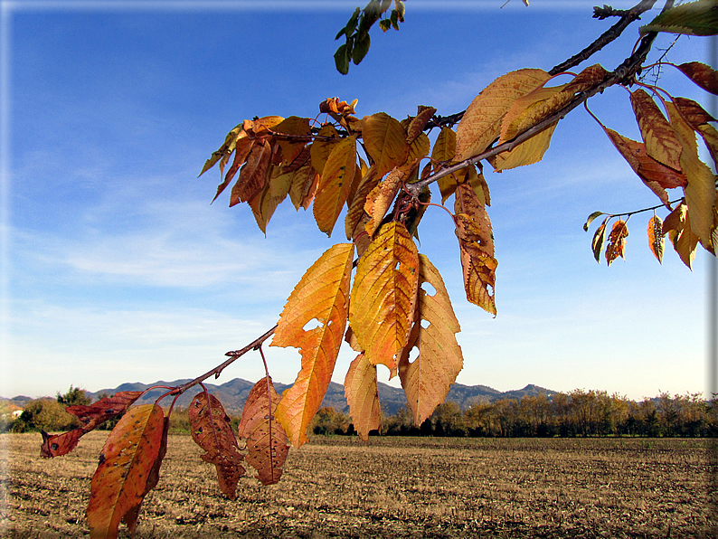 foto Alle pendici del Monte Grappa in Autunno